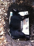 黒猫クロ 埋葬 IMG_7052.jpg