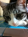猫 スズ IMG_2192.jpg