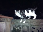 猫 スズ IMG_3562.jpg