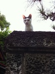 猫 ハナ IMG_0436.jpg