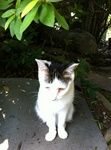 猫 ハナ IMG_6091.jpg