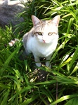 猫 ユリ IMG_7526.jpg