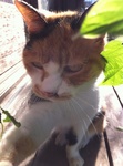 猫 ミミ IMG_4536.jpg
