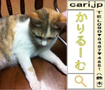 neko-120517-1958.jpg